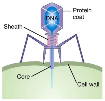 박테리오파지: 바이러스와 박테리아의 미묘한 관계