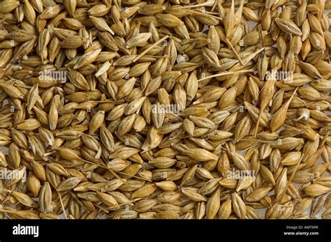  Barley: A Grain Powerhouse for Biofuel and Animal Feed?