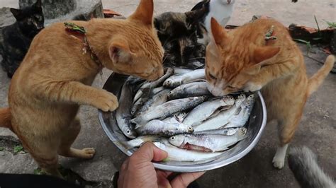 ストリートビュー 最新：猫が魚を食べながら踊る世界