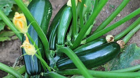  Zucchini Seed Oil: ปลูกง่าย เก็บเกี่ยวผลกำไร!